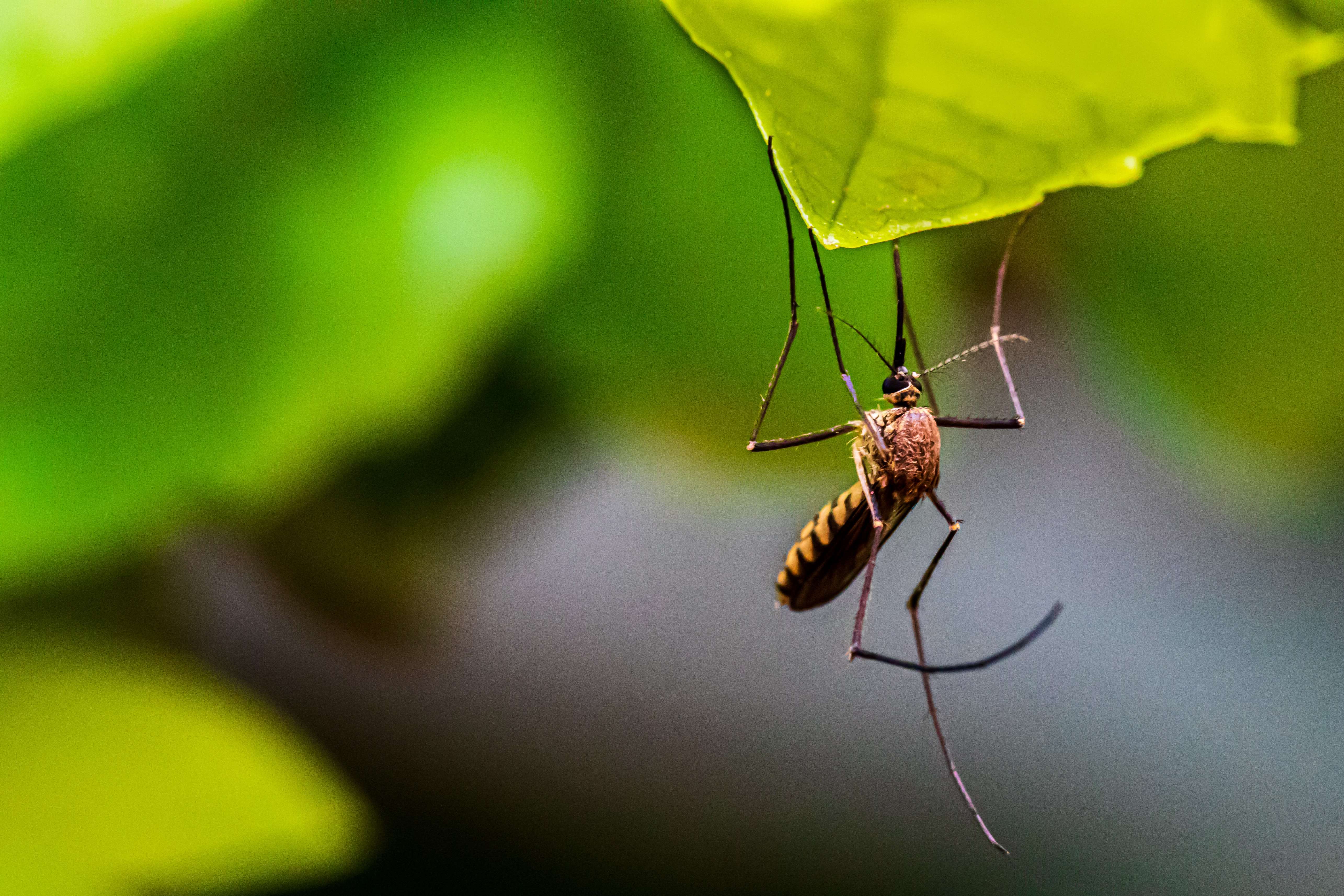 Mosquitoes And The Zika Virus