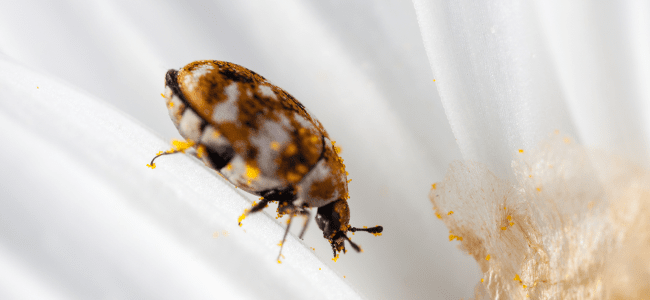 Practical Carpet Beetle Prevention Tips