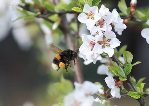 Bumble Bee On Blossoms In Spring