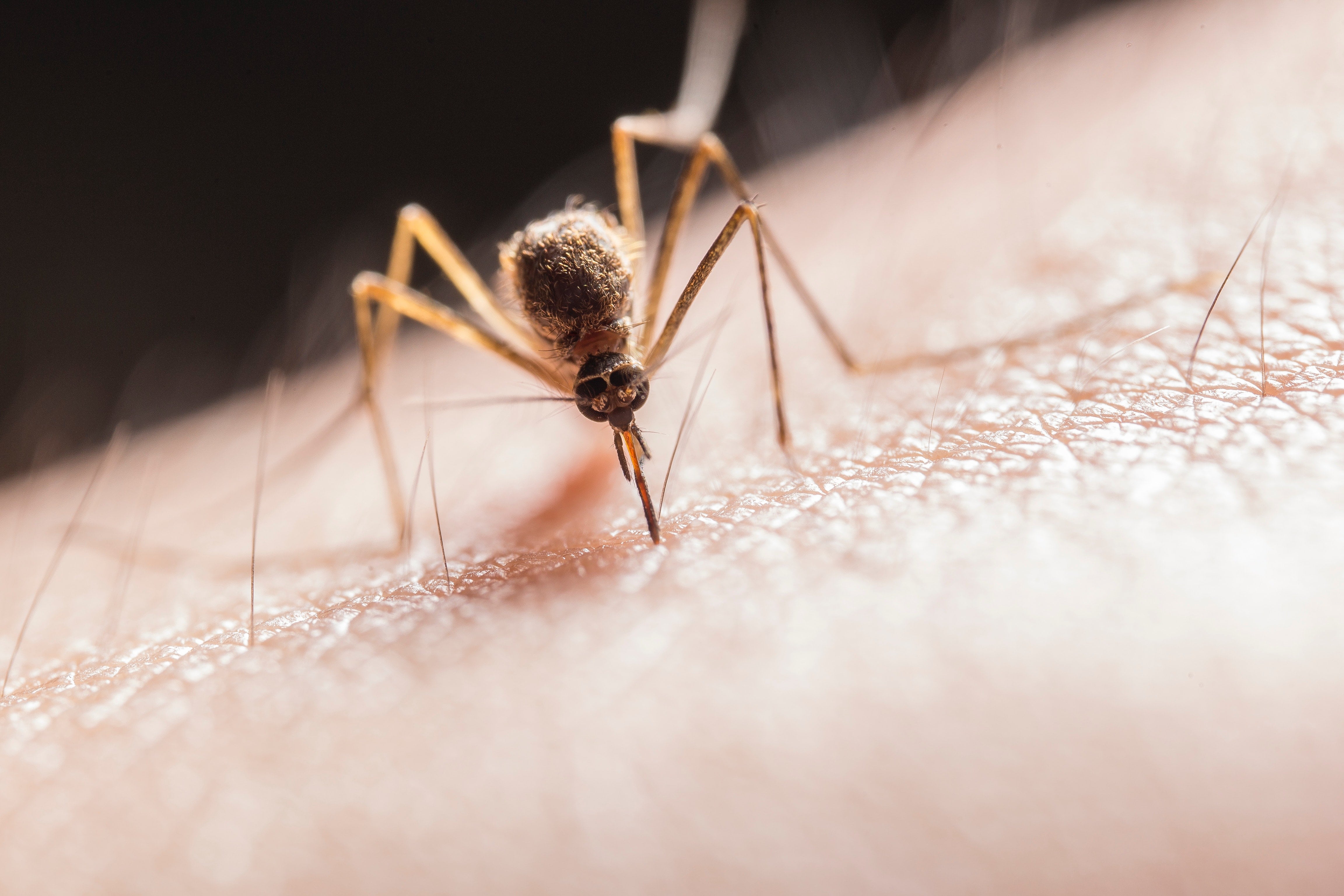 Things You Don't Know About Mosquitoes