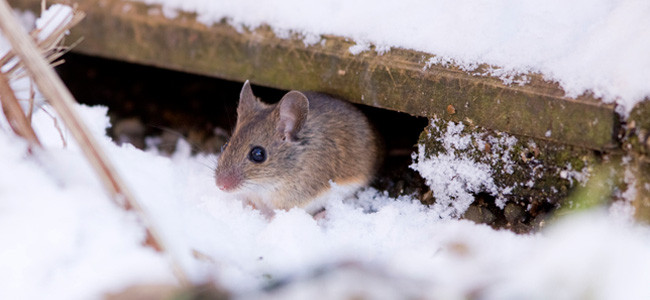 American Pest Get Rid Of Mice And Rats For Good Blog