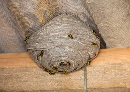 Wasps Coming Out Of Hive (1)