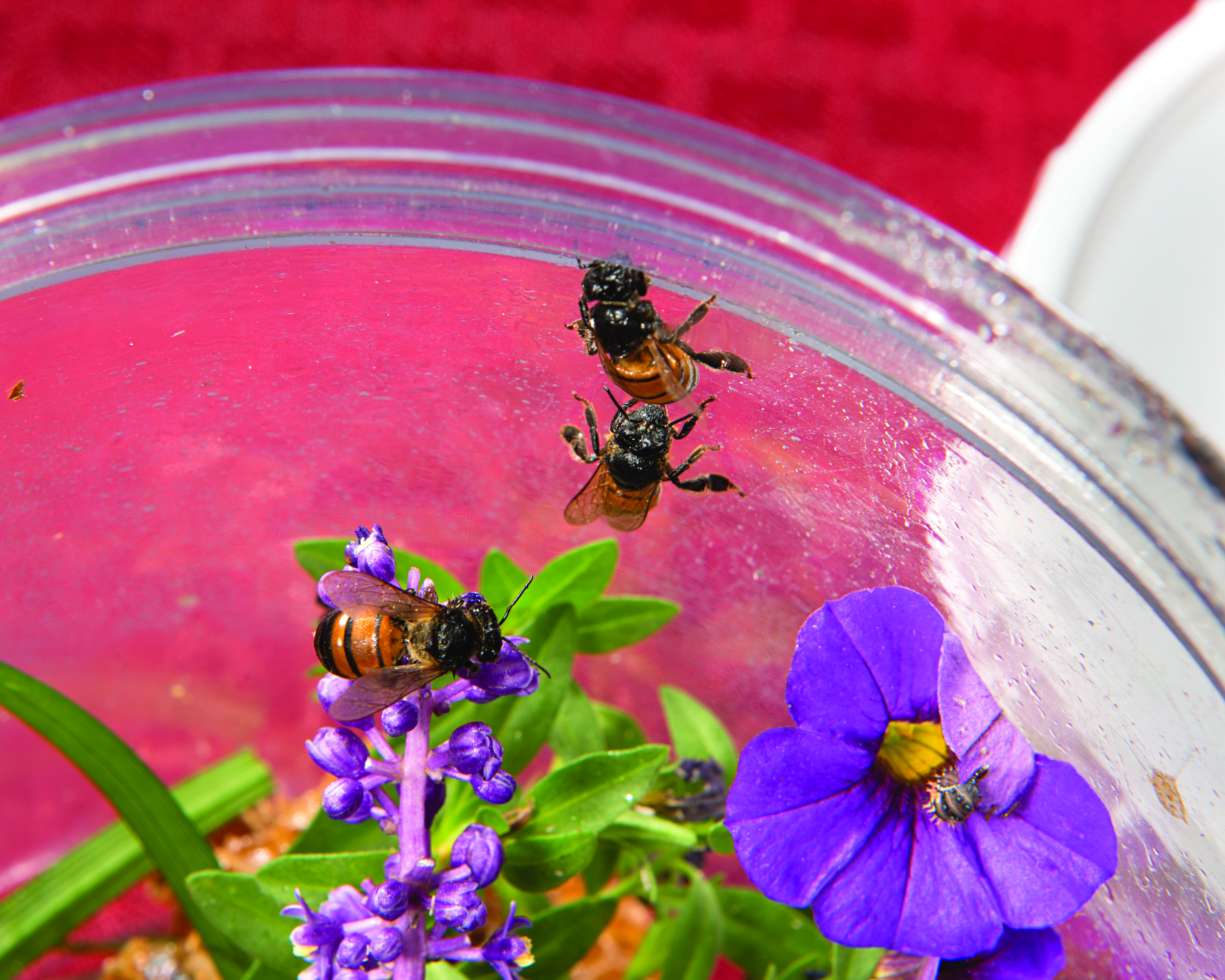 47 Honey Bees